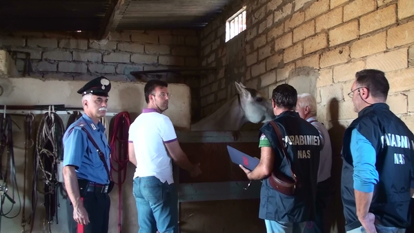 SEQUESTRATI 10 EQUINI A VITTORIA ED ACATE