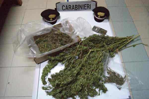 COLTIVAVA MARIJUANA: ARRESTATO CALATINO