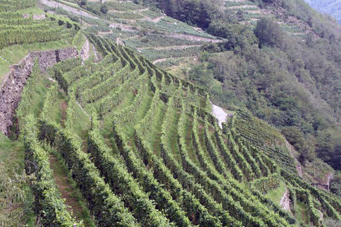 VIAGGIO NELLA VITICOLTURA LIGURE