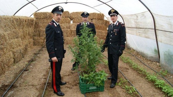 ISPICA, ARRESTATI PER COLTIVAZIONE DI STUPEFACENTI E RICICLAGGIO