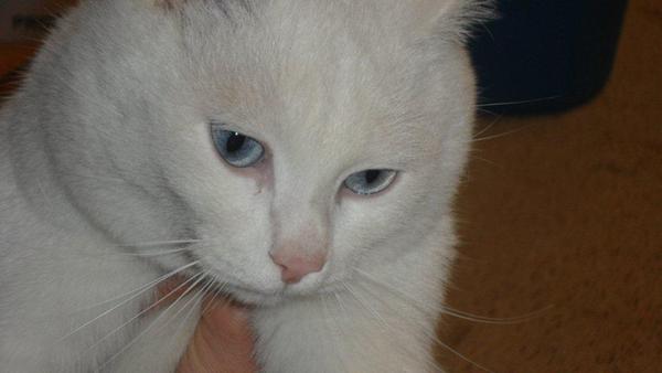 Scoperto il primo caso di variante inglese in Italia in un gatto