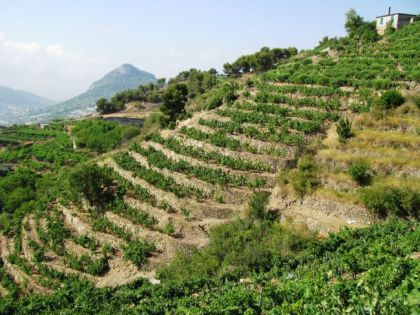 ULTIMA TAPPA ATTRAVERSO LA VITICOLTURA LIGURE