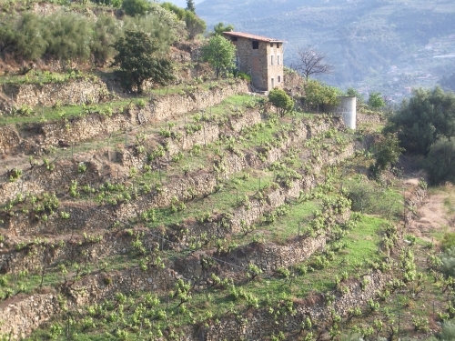 QUINTA TAPPA ATTRAVERSO LA VITICOLTURA LIGURE