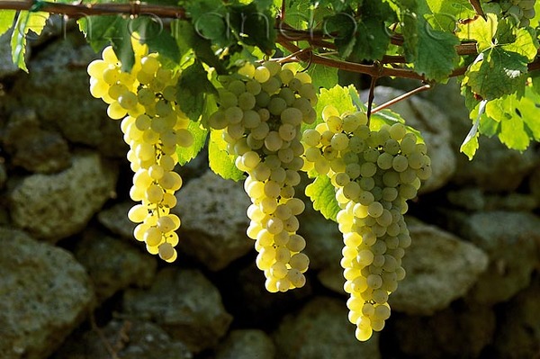 UN AVELLINESE IN SICILIA