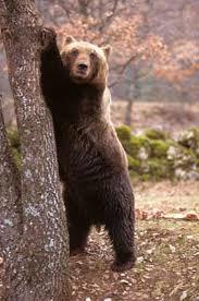 AVVISTATO UN ORSO NELLE CAMPAGNE DI CHIARAMONTE GULFI?