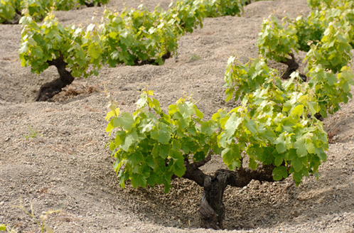 IL LEGAME DEL VINO CON IL TERROIR