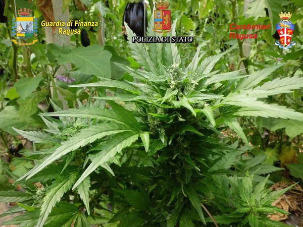 VITTORIA: MARIJUANA “SKUNK” TRA LE MELANZANE
