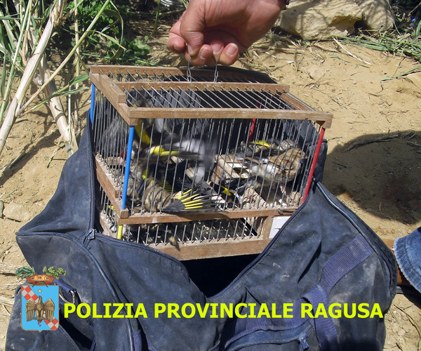 DENUNCIATI DUE BRACCONIERI PER LA CATTURA DI CARDELLINI