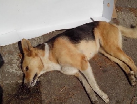 POZZALLO. CANI RANDAGI AVVELENATI