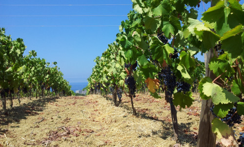 Vino, 38 milioni alle imprese siciliane per riconversione dei vigneti. Il 16 febbraio la graduatoria