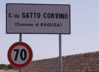 GATTO CORVINO. RESIDENTI SUL PIEDE DI GUERRA