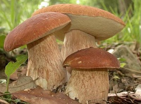 Funghi, che passione! E’ iniziata la raccolta. Ecco le 10 regole da seguire