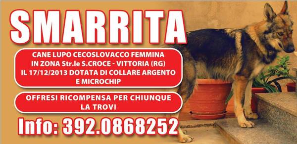 VITTORIA. RUNA E’ SCOMPARSA: OFFRESI RICOMPENSA