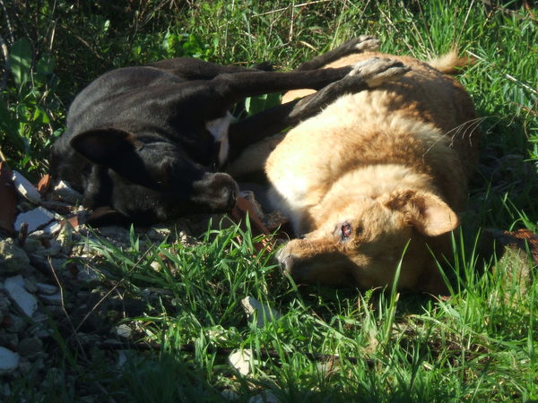 CANI AVVELENATI A RAGUSA IN CONTRADA CIMILLA’