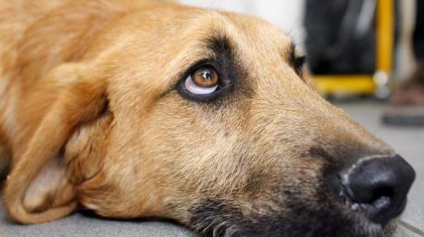 Ispica: al via il progetto “Aspettando Carlotta”, per sensibilizzare all’adozione dei cani