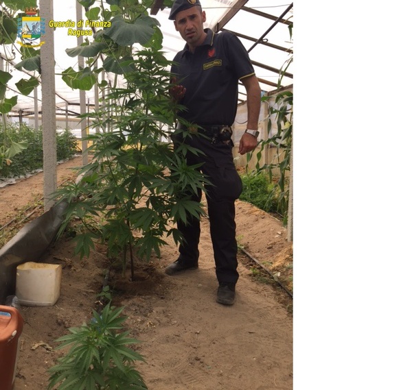AD ACATE MARIJUANA TRA I FILARI DI POMODORO
