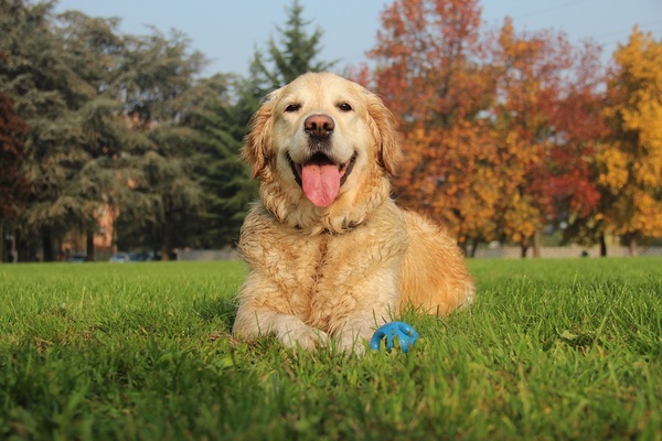 Partirà presto a Vittoria il servizio di microchippatura e sterilizzazione dei cani randagi
