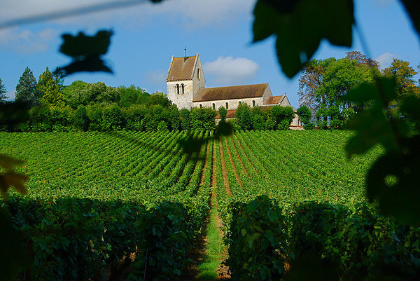 A BREVE L’INIZIO DELLA VENDEMMIA 2015 IN CHAMPAGNE