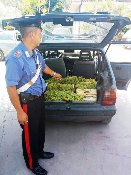 SORPRESO A RUBARE OLTRE 500 CHILI D’UVA ITALIA. ARRESTATO UN PREGIUDICATO