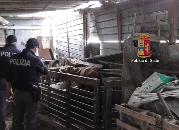 LA POLIZIA DI STATO SEQUESTRA A RAGUSA AZIENDA ZOOTECNICA ABUSIVA E DENUNCIA IL L’ALLEVATORE.
