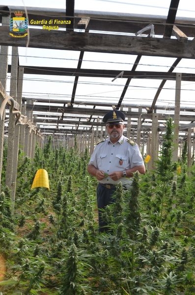 MAXI SEQUESTRO DI MARIJUANA ED ARMI NEL VITTORIESE
