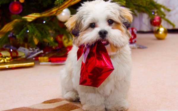 Regalati a Natale, abbandonati a Ferragosto: non regalate cuccioli. L’appello dell’OIPA