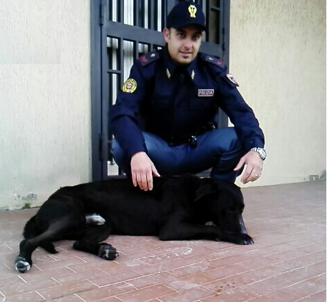SALVATO DALLA POLIZIA UN CANE INVESTITO E FERITO
