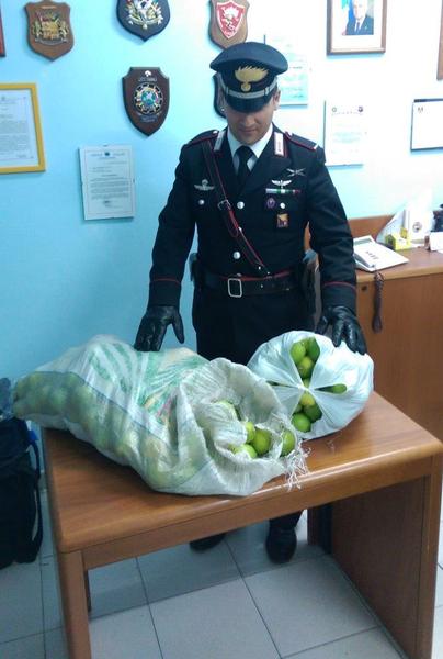 NOTO (SR):I CARABINIERI ARRESTANO UNA PERSONA PER FURTO DI LIMONI
