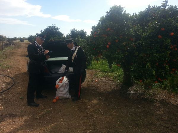 SIRACUSA: AZIONI SPECIALI PER CONTRASTARE IL FENOMENO DEI FURTI NELLA CAMPAGNE