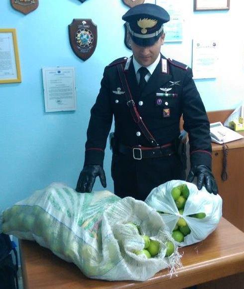 CONTINUANO I CONTROLLI PER CONTRASTARE I FURTI NELLE AZIENDE AGRICOLE. I CARABINIERI DI CASSIBILE ARRESTANO UN SIRACUSANO.