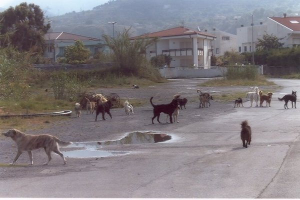 A Modica due cani randagi aggrediscono ragazza e vigili urbani