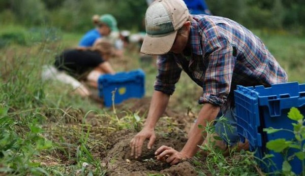 IL COSTO DEL LAVORO IN AGRICOLTURA IN ITALIA È PIÙ DEL DOPPIO DEGLI ALTRI PAESI EUROPEI