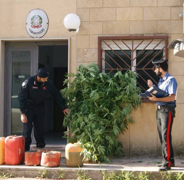 SORTINO (SR): ARRESTATO DAI CARABINIERI PER COLTIVAZIONE DI  SOSTANZE STUPEFACENTI
