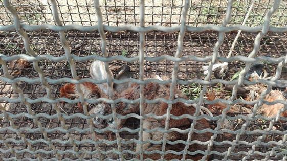 GABBIA TRAPPOLA E CANI STRANGOLATI. ACCADE A SCICLI