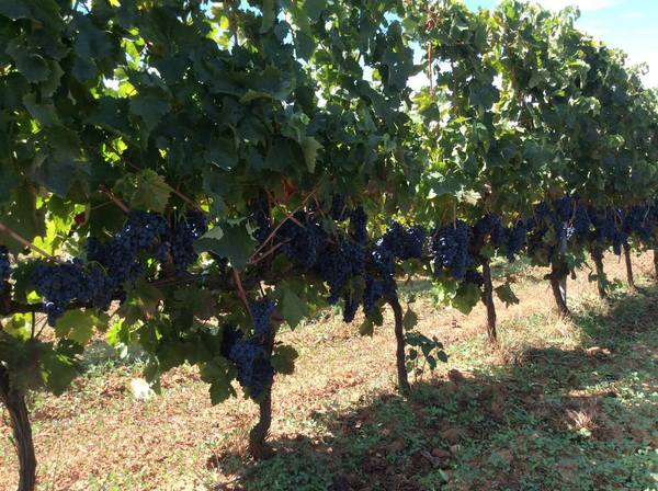 Vinibuoni d’Italia 2021 premia tre cantine produttrici di Cerasuolo di Vittoria DOCG