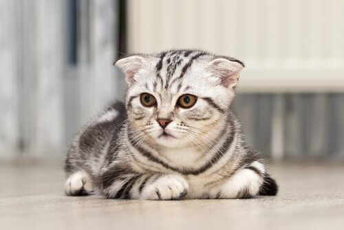 Uccide un gattino per mangiarlo. Denunciato