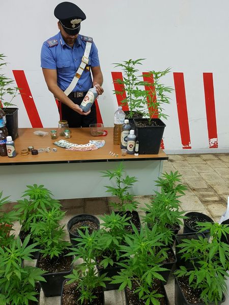 POZZALLO (RG): SORPRESI CON PIANTE DI “CANNABIS” IN CASA, ARRESTATI DAI CARABINIERI