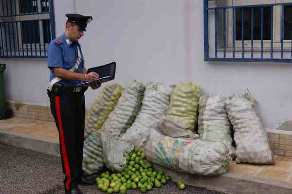 Ad Avola, preso ladro di limoni. Ne aveva rubato 1500 kg