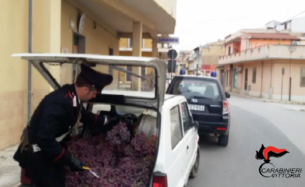 ACATE. CONTROLLO DELLE AREE RURALI: SORPRESO CON 300 CHILI D’UVA RUBATA