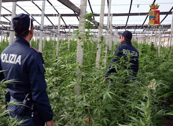 LA POLIZIA HA SCOPERTO UNA PIANTAGIONE DI MARIJUANA