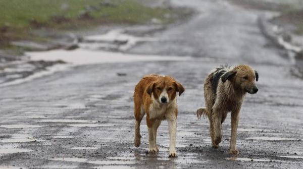 L’altra faccia del Coronavirus: aumenta il randagismo, anche a Ragusa