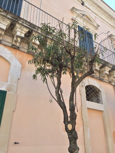 LA MATTANZA DEGLI ALBERI A IBLA. PROTESTA DELLO CHEF CICCIO SULTANO