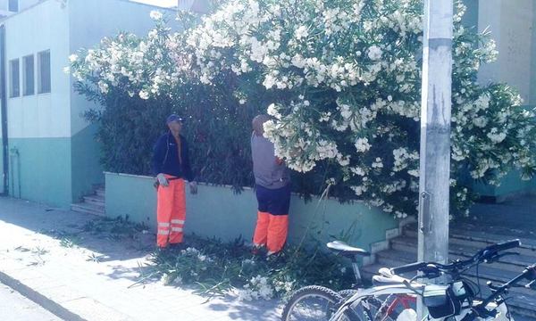 Una nuova ordinanza sindacale obbliga alla manutenzione della vegetazione privata che insiste su strade pubbliche