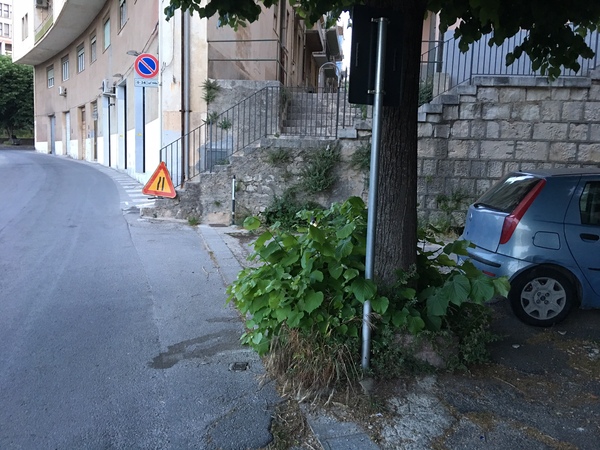 RAGUSA IN MOVIMENTO METTE IN EVIDENZA L’ASSENZA DI POTATURA PER GLI ALBERI PIANTUMATI IN VIA NATALELLI