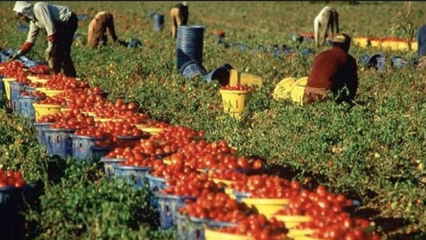 “Il settore agricolo  e la manodopera”: un documento Flai Cgil Ragusa
