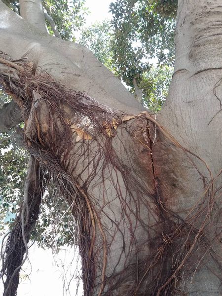 Ficus pericolante, necessario intervento urgente di potatura