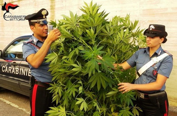 Chiaramonte Gulfi.Pensionato coltiva piante di marijuana nell’orto