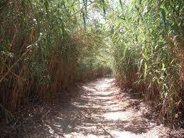 Riserva Naturale Macchia Foresta fiume Irminio: Protocollo d’intesa tra i comuni di Ragusa e Scicli