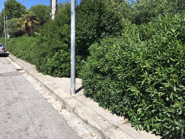 In via monte amiata, a Ragusa, le siepi sono finite addirittura ad ostruire i marciapiedi ormai intransitabili