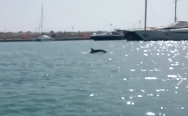 Un delfino al Porto Turistico di Marina di Ragusa. Il video sui social diventa virale, con 20 mila visualizzazioni